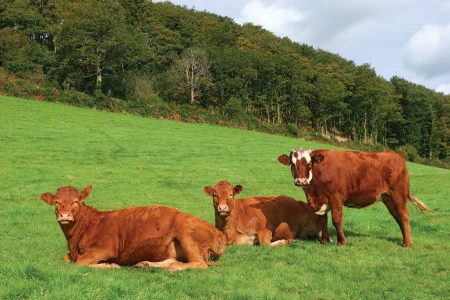 Farm Animal Intelligence: How Smart Are Your Cows? Image